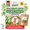 Power Raubmilben gegen Thripse – Streuware mit 1x Tüte für Produktbild-Vorschau 1