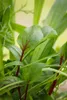 Blut-Ampfer, im 11 cm Topf - Rumex sanguineus Produktbild-Vorschau 3