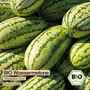Samenliebe  Melone Samen | Charleston Gray - rot & groß - Produktbild-Vorschau 4