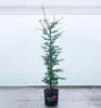 Atlas-Zeder, 90-100 cm, Cont. 9 l Produktbild-Vorschau 1