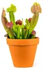 Gardners Sarracenia mix, priemer 9 cm Náhľad obrázku produktu 3