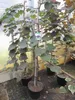 Cercis canadensis Ruby Falls - Hängender Judasbaum - Produktbild-Vorschau 1
