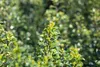 Ilex meserveae 'Heckenstar', ostrokrzew, zimozielony, Podgląd zdjęcia produktu 8