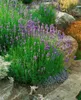 A close-up view of a lavender plant in a garden setting with rocks and other plants. Produktbild-Vorschau