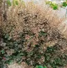 Heuchera micrantha 'Stormy Seas', Purpurglöckchen, ca. Produktbild-Vorschau 3