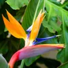 Fiore dell'uccello del paradiso (Strelitzia reginae)  - 10 Anteprima dell’immagine prodotto 1