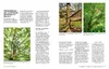 Kleine Bäume für den Garten Produktbild-Vorschau 13