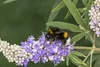 SAFLAX - Heilpflanzen - Mönchspfeffer - 30 Samen - Vitex Produktbild-Vorschau 6