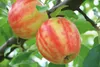 Apfelbaum `Karneval´  - 120-140cm im 10L-Topf Produktbild-Vorschau 4