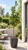 Arancio Vaniglia 100–120 cm – Vanilleorange (Citrus Podgląd zdjęcia produktu 1