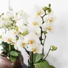 Kolibri Orchids – bílá orchidej Phalaenopsis „Lausanne“, Náhled obrázku produktu 10