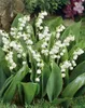 Maiglöckchen, im Topf - Convallaria majalis, weiß Produktbild-Vorschau 9