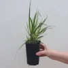 Třtina ostrokvětá Karl Foerster 1L Náhled obrázku produktu 2