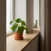 Pilea Peperomioides, Ufopflanze, Zimmerpflanze, 15-20 cm, Produktbild-Vorschau 2