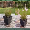 Stauden Gänge 3 x Gaura lindheimeri 'Siskiyou Pink' - Rosa Produktbild-Vorschau 5