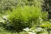 Osmunda regalis, Königsfarn, ca. 9x9 cm Topf Produktbild-Vorschau 2