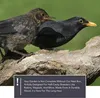 wildtier herz I Nistkasten für Kohlmeisen, Wildvögel - Produktbild-Vorschau 4