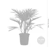 Bloomique - Chamaerops Humilis - Palma karłowata europejska Podgląd zdjęcia produktu 3