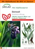 SAFLAX - Garden in the Bag - Heilpflanzen - Beinwell - 15 Produktbild-Vorschau 1