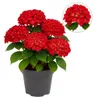 Cuore esotico - Hortensia - Hydrangea Forever & Ever - Anteprima dell’immagine prodotto 1