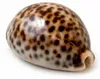 Tigerkauri, 5–7 cm, Kaurischnecke Cypraea tigris Produktbild-Vorschau