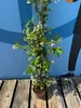 Sunny Tree - Toskánský jasmín - Popínavá rostlina - 6 ks - Náhled obrázku produktu 4