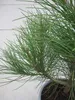 Strandkiefer - Pinus pinaster - 30-40cm Produktbild-Vorschau 3