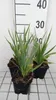 6 x Eryngium yuccifolium - żwirek - doniczka 9 x 9 cm Podgląd zdjęcia produktu 2