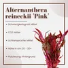 Aquarium Pflanze 3 Stück Alternanthera reineckii 'Pink' Produktbild-Vorschau 3