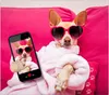 Spritzschutz Herdabdeckplatte Schneidebrett aus Glas Hund Produktbild-Vorschau 1