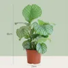 Green boutiQ - Zimmerpflanze - Korbmarante - Calathea Produktbild-Vorschau 2
