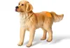 00309 Golden Retriever Rüde Produktbild-Vorschau 2