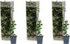 3x Trachelospermum Jasminoides – Toskanischer Jasmin – Produktbild-Vorschau 1