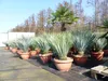Yucca Rostrata 80 - 100 cm in Bonsai Schale | winterhart | Produktbild-Vorschau 1