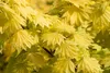 Acer shirasawanum 'Aureum', Japanischer Ahorn, goldgelb, Produktbild-Vorschau 7