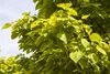 Catalpa bignonioides, Trompetenbaum, 40–60 cm, ca. 12 cm Produktbild-Vorschau 6