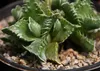 SAFLAX - Echter Tigerrachen - Faucaria tigrina - 40 Samen Produktbild-Vorschau 5
