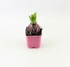 A young hyacinth plant in a pink pot against a white background. Produktbild-Vorschau