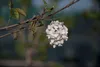 Viburnum 'Eskimo' - Snowball 30- 40 cm - pojemnik Podgląd zdjęcia produktu 4