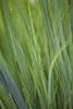 Panicum virgatum 'Northwind', Rutenhirse, aufrecht, 3-5 Produktbild-Vorschau 6