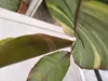 Musa Nono Pink 100-140 cm rosa Banane panaschierte Produktbild-Vorschau 4