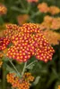 Achillea filipendulina 'Walter Funcke', Schafgarbe, orange, Produktbild-Vorschau 1