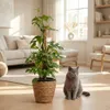 Monstera Minima am Moosstab 90cm Mini Fensterblatt Produktbild-Vorschau 3