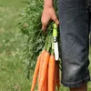 A person holding a bunch of carrots with a knife attached to the bunch. Podgląd zdjęcia produktu