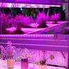Two shelves of plants being grown under purple LED grow lights. Produktbild-Vorschau