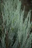 Juniperus scopulorum 'Blue Arrow', Wacholder, säulenförmig, Produktbild-Vorschau 5