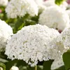 A close-up view of white hydrangeas in a garden setting. Produktbild-Vorschau