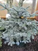 Zwerg-Blautanne Obrighofen - Abies procera Obrighofen Produktbild-Vorschau 1
