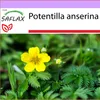 SAFLAX - cinquefoil - Potentilla anserina - 20 Semená Náhľad obrázku produktu 9