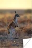 MuchoWow® Poster Känguru - Himmel - Landschaft 40x60 cm - Produktbild-Vorschau 2